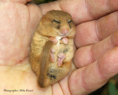 Dormouse and credit